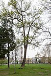 Ginkgo tree