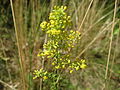 Echtes Labkraut Galium verum