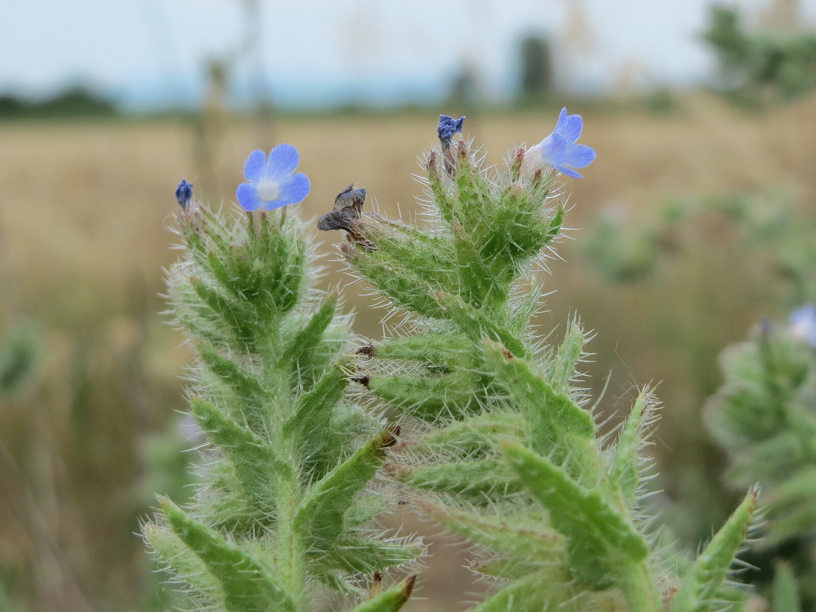 Anchusa cespitosa