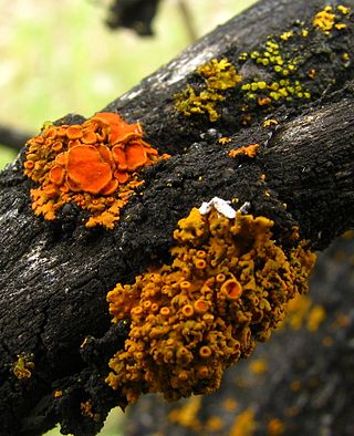 <i>Gallowayella montana</i> Species of lichen