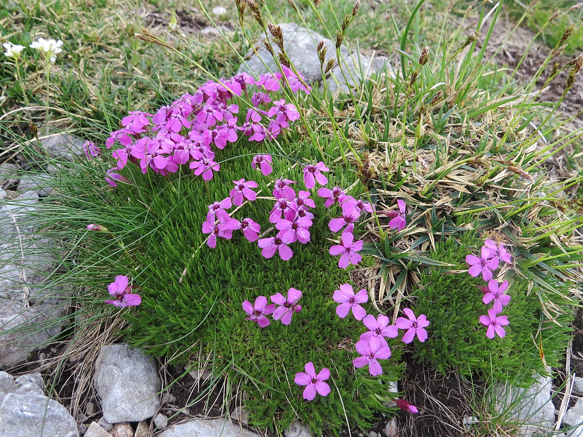 FLOREALPES : Silene acaulis subsp. bryoides / Silène fausse Mousse /  Caryophyllaceae / Fiche détaillée Fleurs des Hautes-Alpes