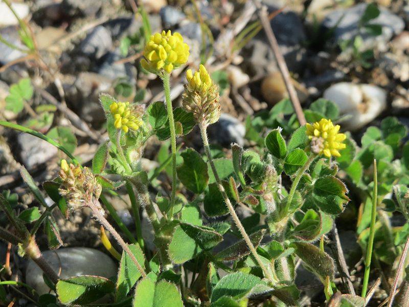 File:20170410Medicago lupulina1.jpg