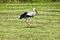 ooievaar tussen Aldtsjerk en Bartlehiem