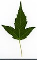 * Nomination Acer tataricum. Leaf adaxial side. --Knopik-som 23:43, 25 September 2021 (UTC) * Promotion  Support Good quality. --Steindy 00:07, 26 September 2021 (UTC)