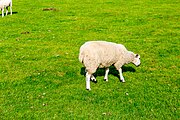 A view of sheep at Cilurnum along Hadrian's Wall in the United Kingdom.