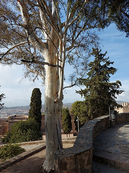 File:20211118.Málaga-Alcazaba.-042.jpg