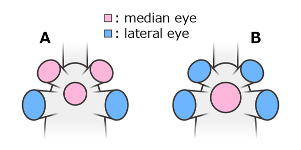 オパビニアの中眼（ピンク）と側眼（青）に対する2つの解釈 A: 小型中眼3つ側眼1対、B: 大型中眼1つ側眼2対