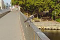 * Nomination: a hooded crow on a bridge in Berlin --FlocciNivis 12:11, 11 January 2023 (UTC) * Review Can you crop and zoom in a bit also fixing the noise? --Fabian Roudra Baroi 16:15, 11 January 2023 (UTC)