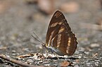 Lower wing female