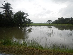A large flat sheet of water reflects a grey sky with green tropical vegetation in the background