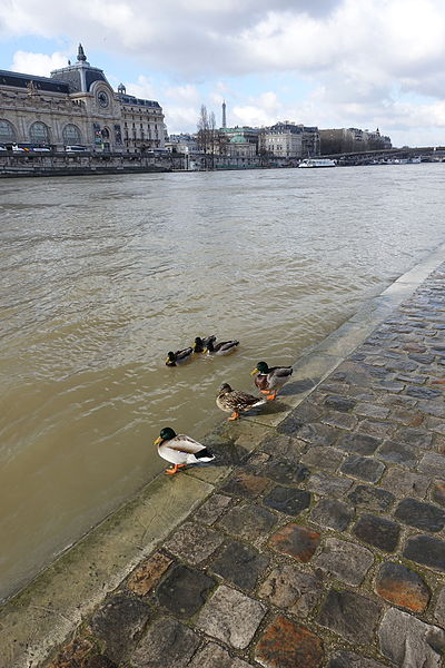File:5 males + 1 female @ Ducks @ Walk @ Rive droite @ Seine @ Paris (24929240333).jpg