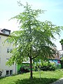 image=https://commons.wikimedia.org/wiki/File:7000_Eichen_-_Ysenburgstraße_2021-06-27_d.JPG