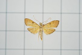 Tatobotys depalpalis