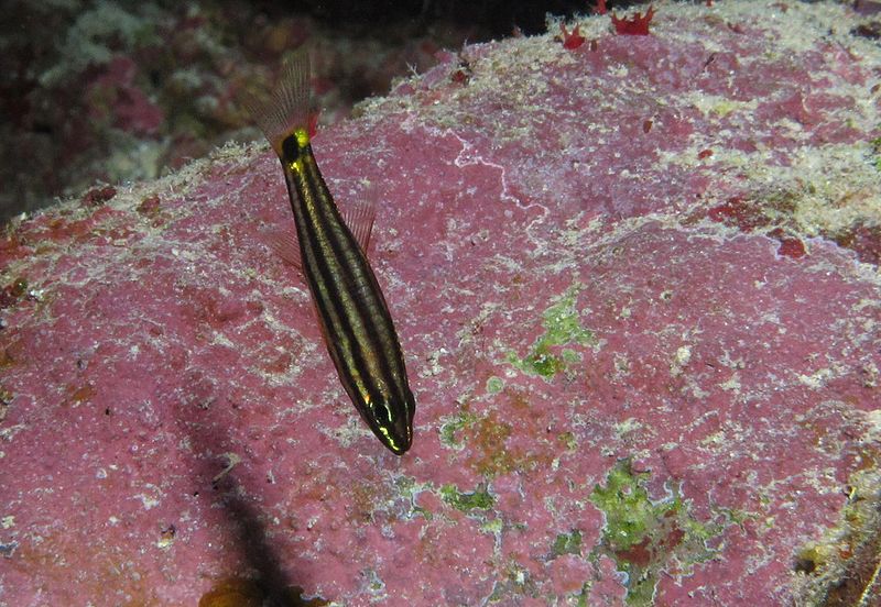 File:A cardinalfish at Halahi Reef, Red Sea, Egypt -SCUBA -UNDERWATER -PICTURES (6412283951).jpg