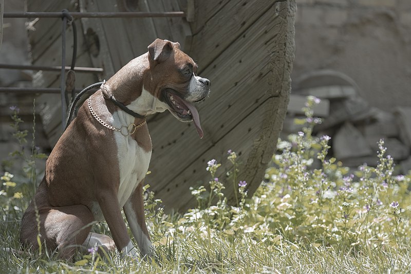File:A pure and female Boxer dog in Iran 04.jpg