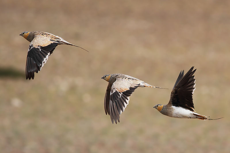 File:A view of Tibetan Sandgrouse in flight - Tso Kar, Ladakh, Jammu Kashmir India.jpg