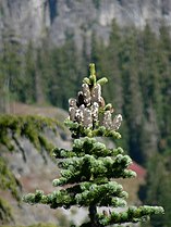 Abies lasiocarpa