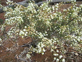 Описание изображения Acacia genistifolia 4.jpg.