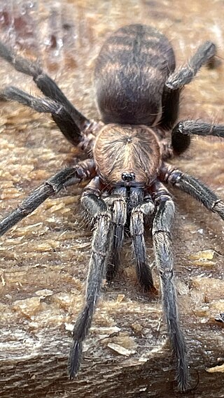 <span class="mw-page-title-main">Pycnothelidae</span> Family of spiders