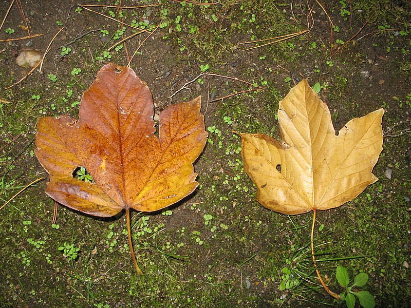 File:Acer diabolicum 6.JPG