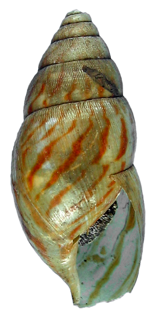 <i>Achatina vassei</i> Species of gastropod