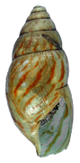 Sept 14: shell of the snail Achatina vassei