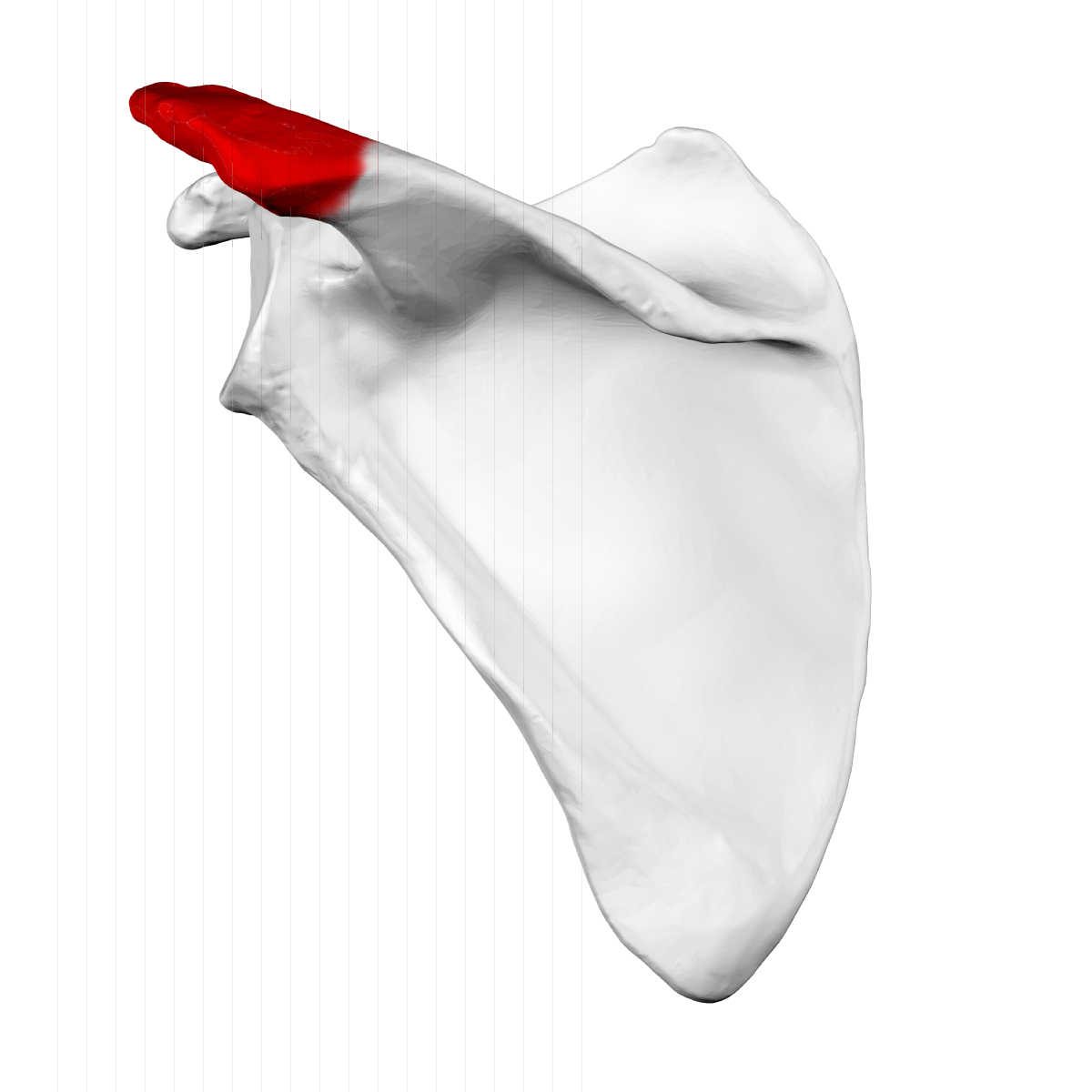 Acromion of left scapula01.png