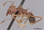 Miniatura para Acromyrmex disciger