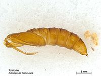 Pupa Adoxophyes fasciculana pupa.jpg