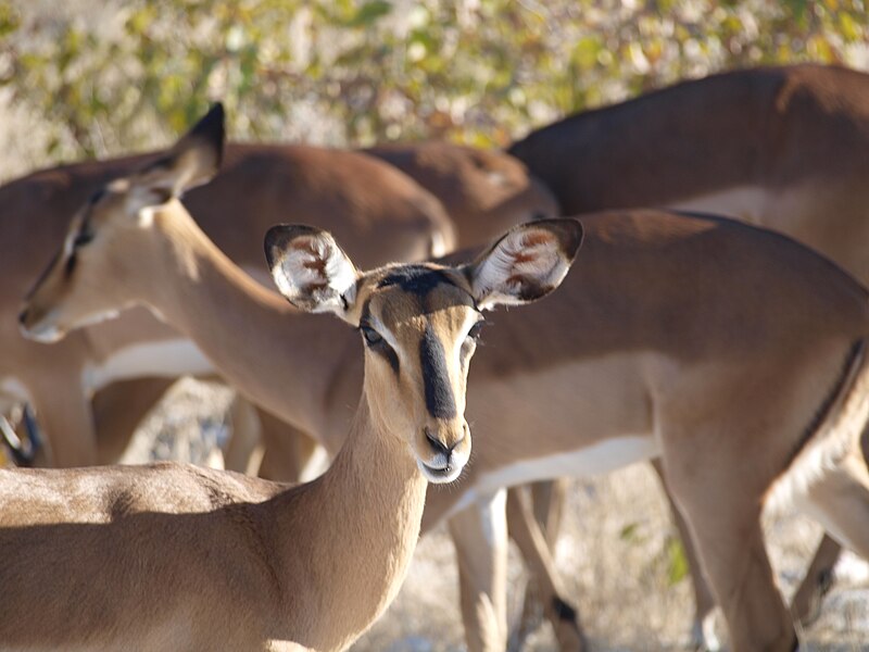 File:Aepyceros melampus melampus.JPG