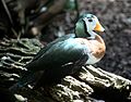 African Pygmy Goose