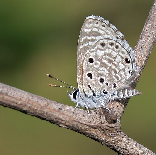 Sưu tập Bộ cánh vảy 3 - Page 25 500px-African_Babul_Blue_(Azanus_jesous)_in_Hyderabad,_AP_W_IMG_9912