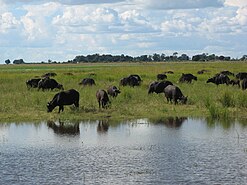 Tại vườn quốc gia Chobe, Botswana