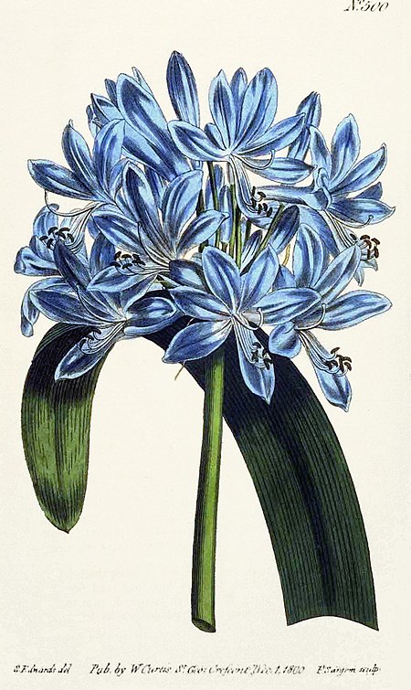 Agapanthus_africanus