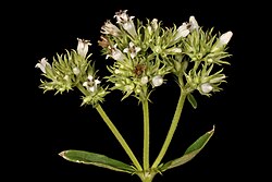 Agathisanthemum bojeri subsp. bojeri 5Dsr 1-1015.jpg