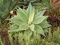 Agave atenuado