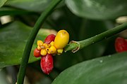 Close-up of fruit.