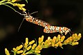 Ailanthus Webworm Moth - Atteva aurea, Meadowood Farm SRMA, Mason Neck, Virginia (37216687141).jpg