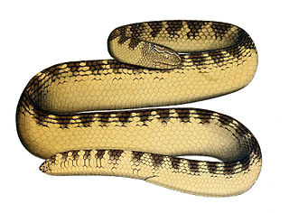 <i>Aipysurus eydouxii</i> Species of snake