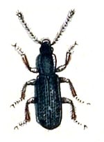 Miniatura para Airaphilus elongatus