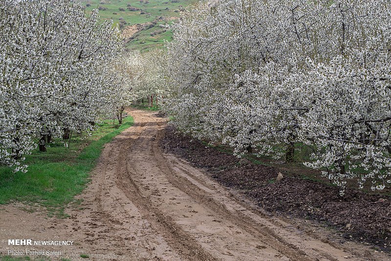 File:Alamut 2020-06-02 18.jpg