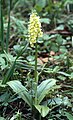 Bleiches Knabenkraut (Orchis pallens)