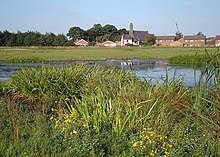 Waterside vegetation in Allerton Bywater.