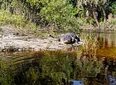 Alligator posing on the Econlockhatchee River (Central Florida).jpg
