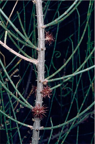 <i>Allocasuarina corniculata</i> Species of flowering plant