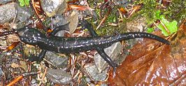 Alpenlandsalamander