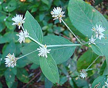 Alternanthera pubiflora (9372921119).jpg