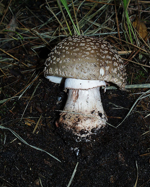 File:Amanita rubescens2.JPG