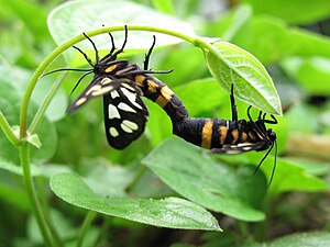 Mating Amata fortunei fortunei IMG 2013.JPG