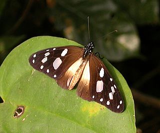 <i>Amauris damocles</i> Species of butterfly